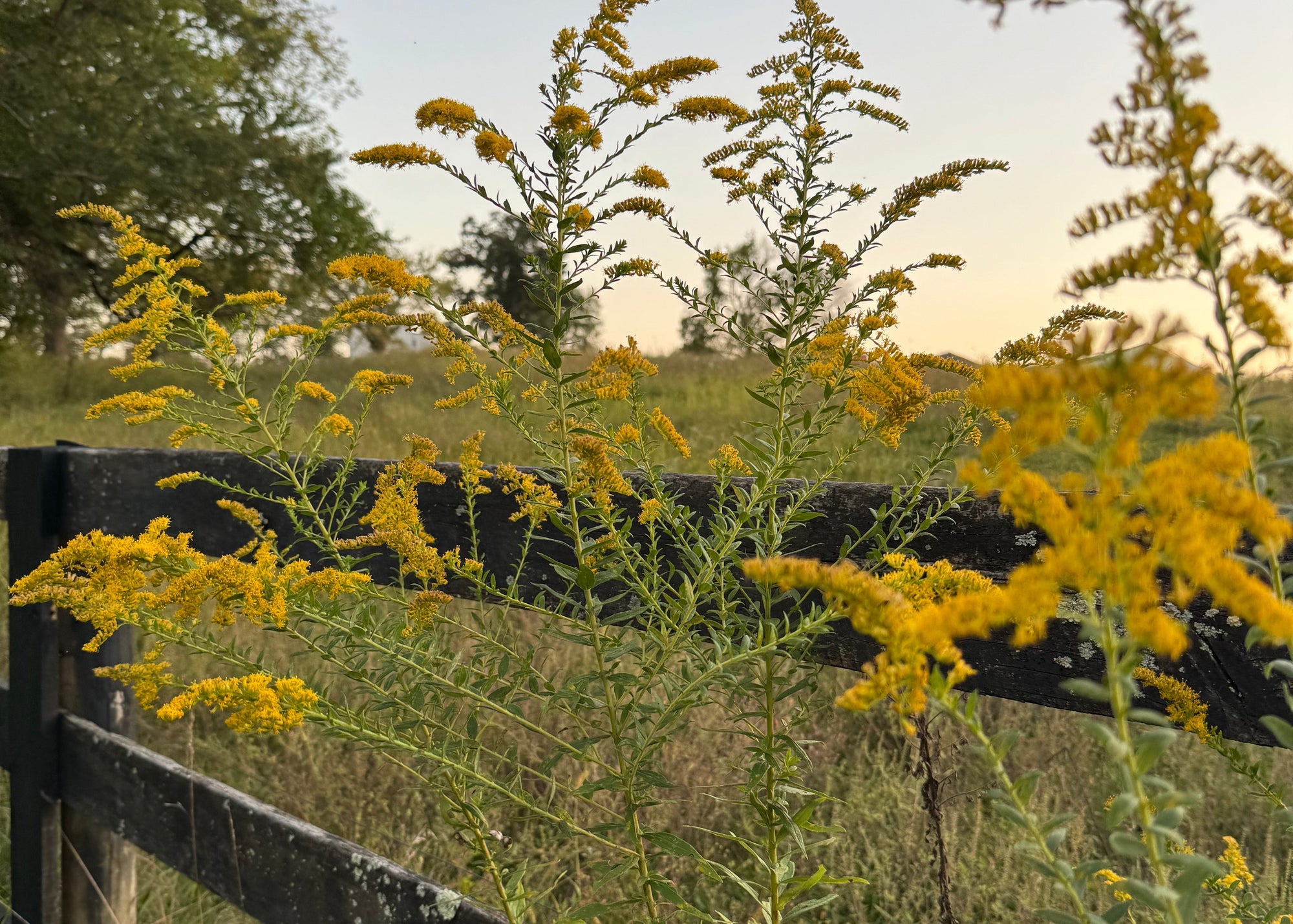 Yellow flowers on a tree branch with a blurred background